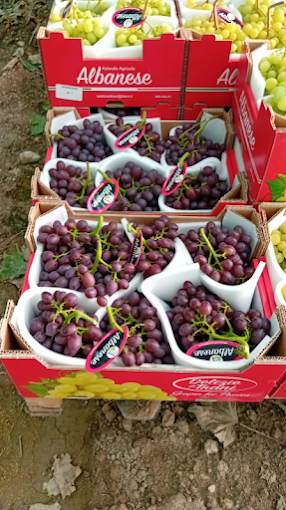 Produzione di uva da tavola a Trani