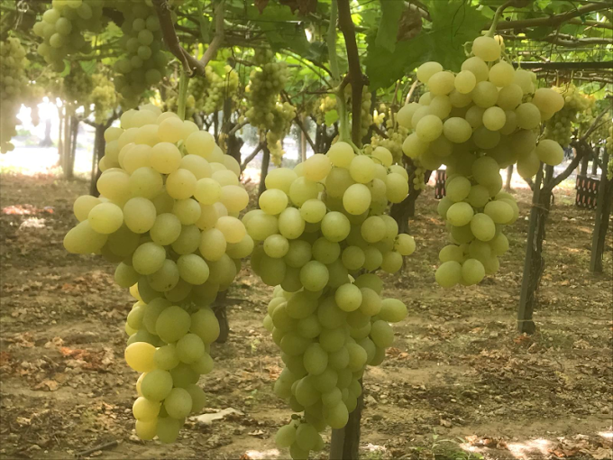 Produzione di uva da tavola a Trani