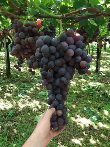 Produzione di uva da tavola a Trani