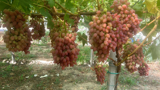 Produzione di uva da tavola a Trani