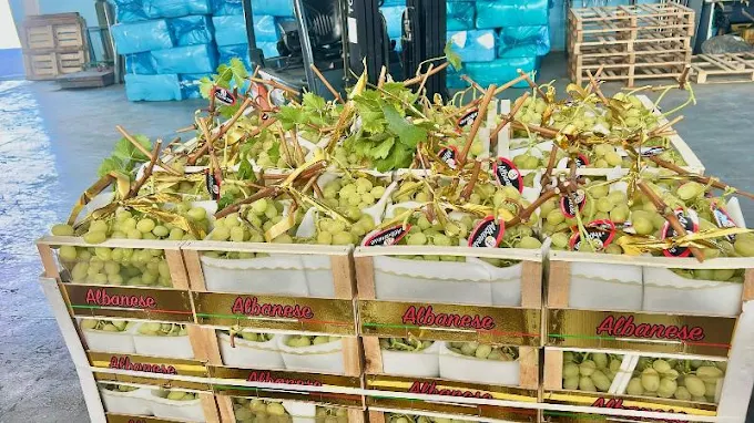 Produzione di uva da tavola a Trani